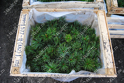 Сеянцы, кедр сибирский, 3 года, 8-15 см. ОПТ купить в Красноярске Сеянцы, кедр сибирский, 3 года, 8-15 см. ОПТ купить в Красноярске