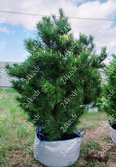 Саженцы, кедр сибирский, КРАФТ премиум, 180-200 см., WRB купить в Красноярске