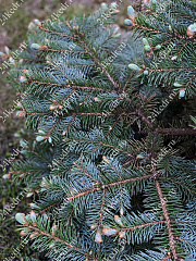 Саженцы, ель голубая колючая (Picea pungens), 12-15 лет, 140-170 см.,WRB купить в Красноярске