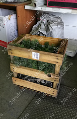 Сеянцы, кедр сибирский, 3 года, 8-15 см. ОПТ купить в Красноярске Сеянцы, кедр сибирский, 3 года, 8-15 см. ОПТ купить в Красноярске