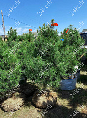 Саженцы, кедр сибирский, КРАФТ премиум, 230-270 см. WRB купить в Красноярске