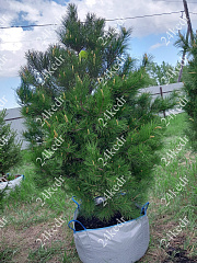 Саженцы, кедр сибирский, КРАФТ премиум, 180-200 см., WRB купить в Красноярске