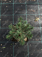 Саженцы, ель голубая колючая (Picea pungens), 10-20 см., P9 купить в Красноярске