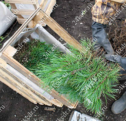 Сеянцы, кедр сибирский, 3 года, 8-15 см. ОПТ купить в Красноярске Сеянцы, кедр сибирский, 3 года, 8-15 см. ОПТ купить в Красноярске