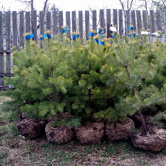 Саженцы, сосна обыкновенная (Pinus sylvestris), Экстра, 130-170 см. купить в Красноярске