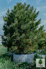 Саженцы, кедр сибирский, КРАФТ премиум, 230-270 см. WRB купить в Красноярске