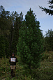 Деревья (крупномер), кедр сибирский, ЭКСТРА класс, 480-520 см.