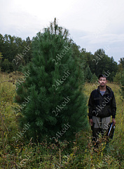 Саженцы, кедр сибирский, КРАФТ премиум, 230-270 см. WRB купить в Красноярске