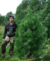 Саженцы, кедр сибирский, КРАФТ премиум, 180-200 см., WRB купить в Красноярске