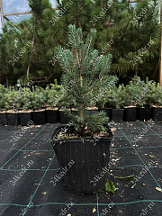 Саженцы, ель голубая колючая (Picea pungens), 10-20 см., P9 купить в Красноярске
