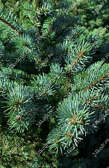 Саженцы, ель голубая колючая (Picea pungens), 12-15 лет, 140-170 см.,WRB купить в Красноярске
