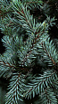 Саженцы, ель голубая колючая (Picea pungens), 6-7 лет, 15-30 см., с2  купить в Красноярске