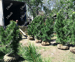 Саженцы, кедр сибирский, КРАФТ премиум, 180-200 см., WRB купить в Красноярске