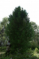 Деревья (крупномер), кедр сибирский, ПРЕМИУМ, 680-720 см.