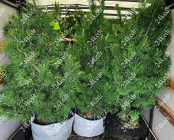 Саженцы, кедр сибирский, КРАФТ премиум, 180-200 см., WRB купить в Красноярске