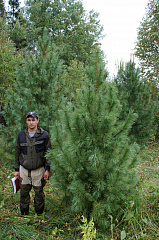 Деревья (крупномер), кедр сибирский, ЭКСТРА класс, 280-320 см.