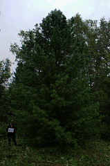 Деревья (крупномер), кедр сибирский, ПРЕМИУМ, 980-1020 см.