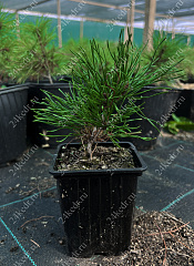 Саженцы, сосна горная Pinus Mugo, 10-15 см, 4-5 лет, P9 купить в Красноярске