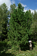 Деревья (крупномер), кедр сибирский, ПРЕМИУМ, 680-720 см.