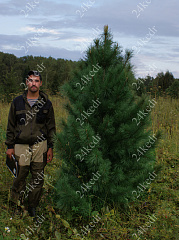 Саженцы, кедр сибирский, КРАФТ премиум, 230-270 см. WRB купить в Красноярске