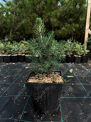 Саженцы, ель голубая колючая (Picea pungens), 10-20 см., P9 купить в Красноярске