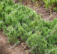 Сеянцы, кедр сибирский, 3 года, 8-15 см. ОПТ купить в Красноярске Сеянцы, кедр сибирский, 3 года, 8-15 см. ОПТ купить в Красноярске