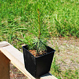 Саженцы, сосна обыкновенная (Pinus sylvestris), 10-15 см. купить в Красноярске