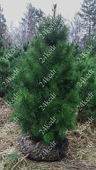 Саженцы, кедр сибирский, КРАФТ премиум, 180-200 см., WRB купить в Красноярске