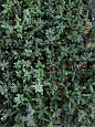 Саженцы, ель голубая колючая (Picea pungens), 6-7 лет, 15-30 см., с2  купить в Красноярске