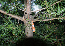 Деревья (крупномер), кедр сибирский, ЭКСТРА класс, 380-420 см.