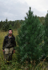 Саженцы, кедр сибирский, КРАФТ премиум, 230-270 см. WRB купить в Красноярске