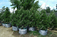 Саженцы, кедр сибирский, КРАФТ премиум, 180-200 см., WRB купить в Красноярске