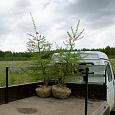 Саженцы, лиственница сибирская (Larix sibirica), 180-220 см. купить в Красноярске