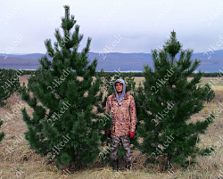 Саженцы, кедр сибирский, КРАФТ премиум, 230-270 см. WRB купить в Красноярске