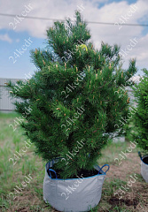 Саженцы, кедр сибирский, КРАФТ премиум, 230-270 см. WRB купить в Красноярске