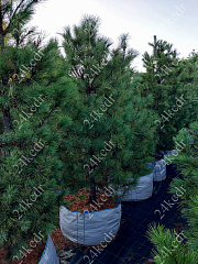 Саженцы, кедр сибирский, КРАФТ премиум, 230-270 см. WRB купить в Красноярске