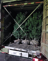 Саженцы, кедр сибирский, КРАФТ премиум, 230-270 см. WRB купить в Красноярске