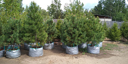 Саженцы, кедр сибирский, КРАФТ премиум, 180-200 см., WRB купить в Красноярске