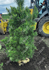 Саженцы, кедр сибирский, КРАФТ премиум, 180-200 см., WRB купить в Красноярске