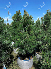 Саженцы, кедр сибирский, КРАФТ премиум, 230-270 см. WRB купить в Красноярске