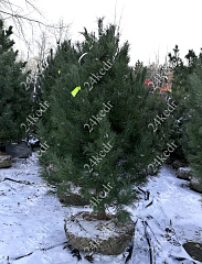 Саженцы, кедр сибирский, КРАФТ премиум, 180-200 см., WRB купить в Красноярске