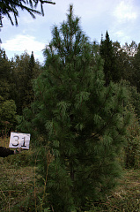 Деревья (крупномер), кедр сибирский, ЭКСТРА класс, 480-520 см.