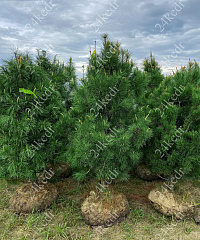 Саженцы, кедр сибирский, КРАФТ премиум, 230-270 см. WRB купить в Красноярске