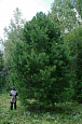 Деревья (крупномер), кедр сибирский, ПРЕМИУМ, 780-820 см.