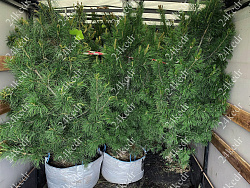 Саженцы, кедр сибирский, КРАФТ премиум, 230-270 см. WRB купить в Красноярске