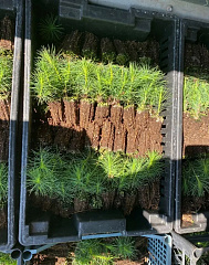 Сеянцы ЗКС, сосна обыкновенная, 8-12 см, 2г. А4 81-Ф купить в Красноярске Сеянцы ЗКС, сосна обыкновенная, 8-12 см, 2г. А4 81-Ф купить в Красноярске