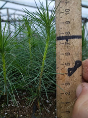 Сеянцы ЗКС, сосна обыкновенная, 8-12 см, 2г. А4 81-Ф купить в Красноярске Сеянцы ЗКС, сосна обыкновенная, 8-12 см, 2г. А4 81-Ф купить в Красноярске