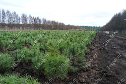 Сеянцы, кедр сибирский, 10-15 см. купить в Красноярске Сеянцы, кедр сибирский, 10-15 см. купить в Красноярске