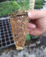 Сеянцы ЗКС, сосна обыкновенная, 8-12 см, 2г. А4 81-Ф купить в Красноярске Сеянцы ЗКС, сосна обыкновенная, 8-12 см, 2г. А4 81-Ф купить в Красноярске