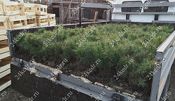 Сеянцы, кедр сибирский, 10-15 см. купить в Красноярске Сеянцы, кедр сибирский, 10-15 см. купить в Красноярске